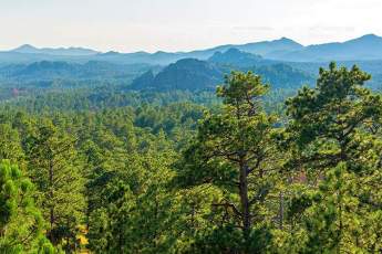 Photo of the Black Hills National Forest
