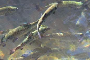 Photo of a school of trout at the DC Booth Historic National Fish Hatchery and Archives.