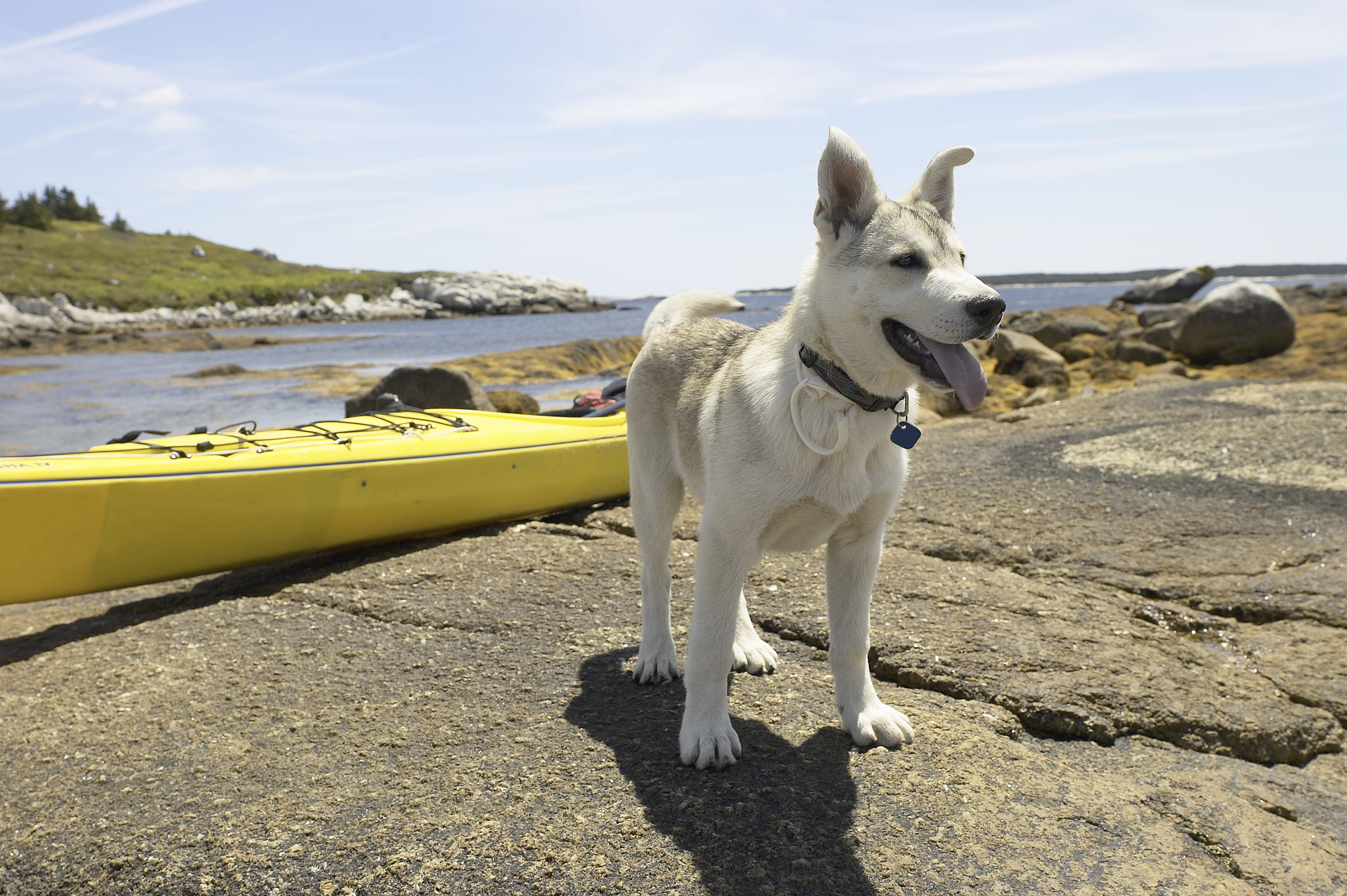 Pet Friendly Vacations Pet friendly vacations