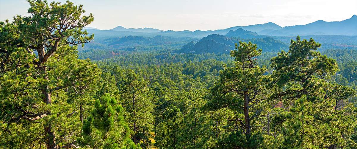 Photo of the Black Hills National Forest