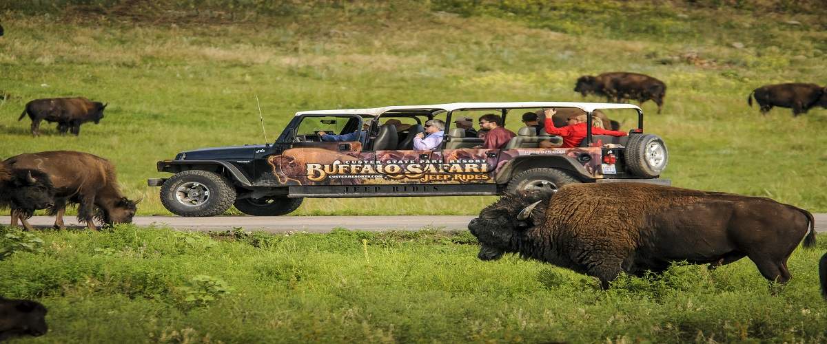 buffalo jeep safari south dakota