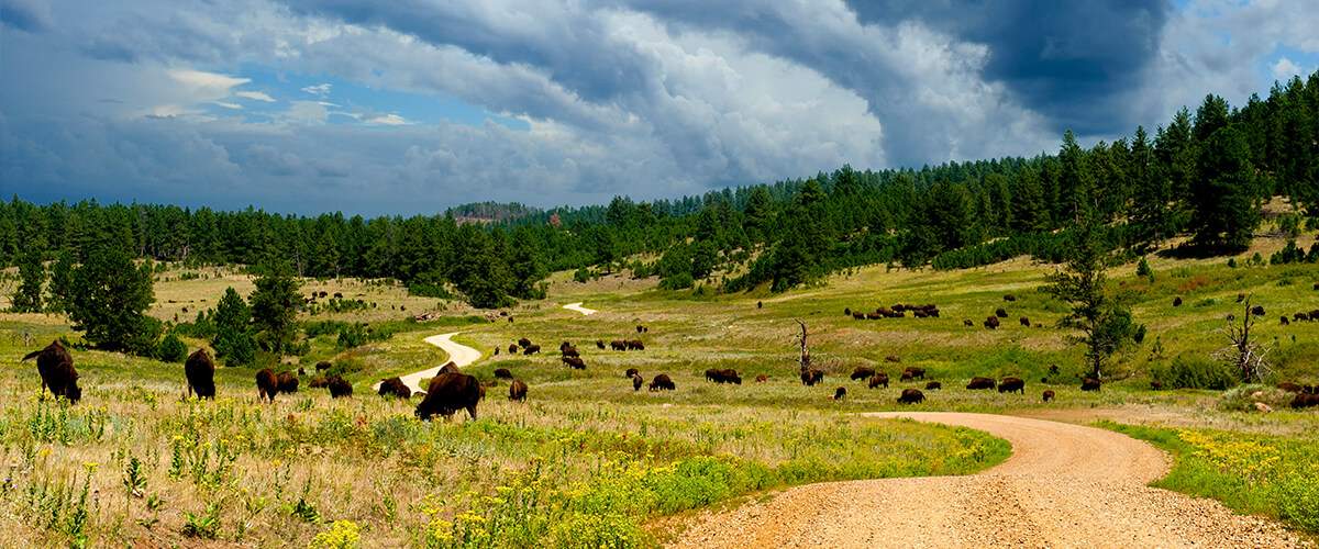 Photo of a Buffalo herd inside of Custer State Park.