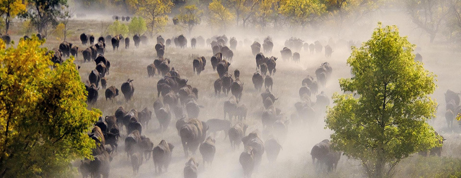 Buffal Roundup